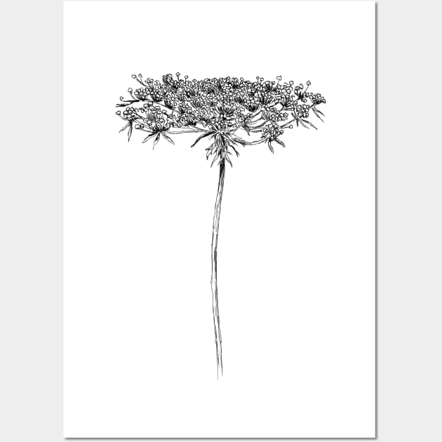 Queen Anne Lace Drawing Wall Art by rachelsfinelines